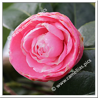 Camellia Japonica 'Comtesse du Hainaut '