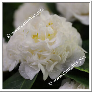 Camellia Japonica 'Conde da Torre'