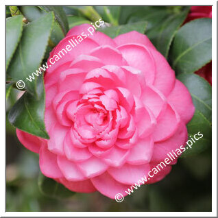 Camellia Japonica 'Conde do Bomfim'