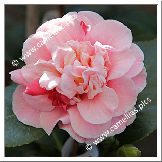 Camellia Japonica 'Confetti Blush'