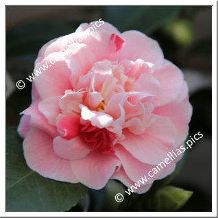 Camellia Japonica 'Confetti Blush'