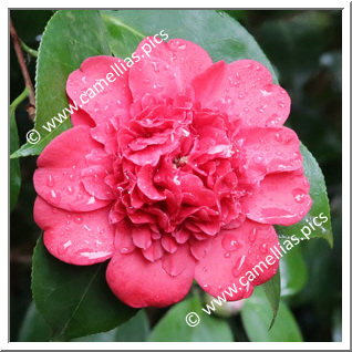 Camellia Japonica 'Confetti Red'