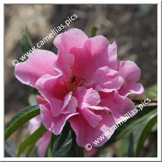 Camellia Hybrid C.reticulata 'Confucius'