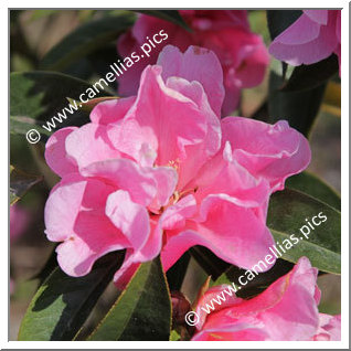 Camellia Hybrid C.reticulata  'Confucius'