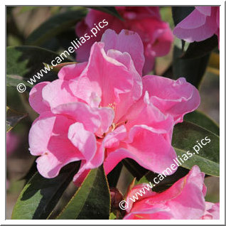 Camellia Hybrid C.reticulata 'Confucius'