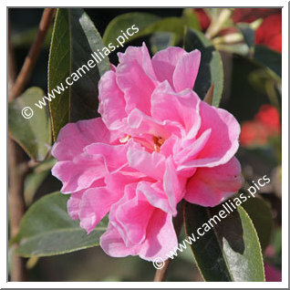 Camellia Hybrid C.reticulata 'Confucius'