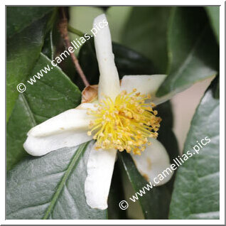 Camellia Species C. confusa