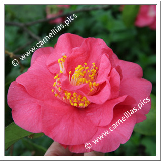 Camellia Japonica 'Conquistador'