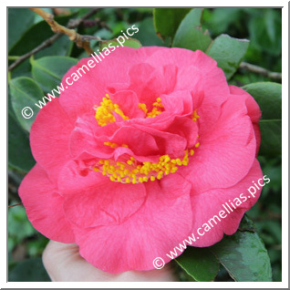 Camellia Japonica 'Conquistador'