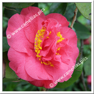 Camellia Japonica 'Conquistador'