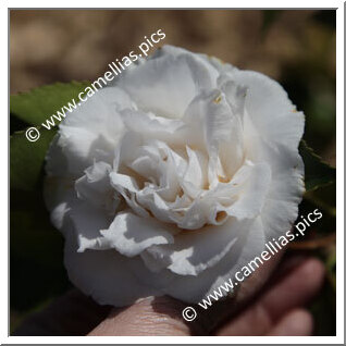 Camellia Japonica 'Conrad Hilton'