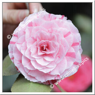 Camellia Japonica 'Conte Aldo Annoni'