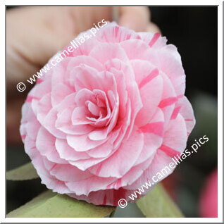 Camellia Japonica 'Conte Aldo Annoni'