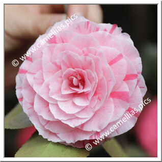 Camellia Japonica 'Conte Aldo Annoni'