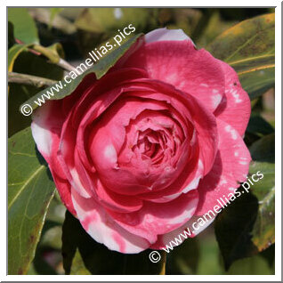 Camellia Japonica 'Conte Bouturlin'