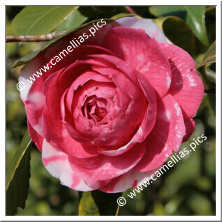 Camellia Japonica 'Conte Bouturlin'