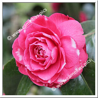 Camellia Japonica 'Conte Bouturlin'