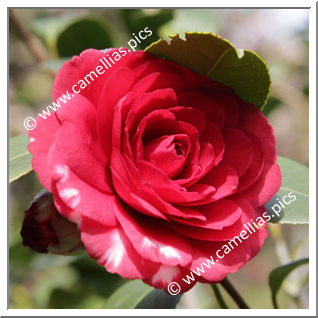 Camellia Japonica 'Conte Cavour'