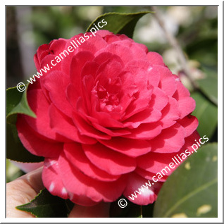 Camellia Japonica 'Conte Cavour'