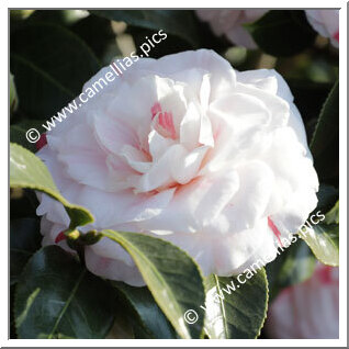 Camellia Japonica 'Conte Cicogna'