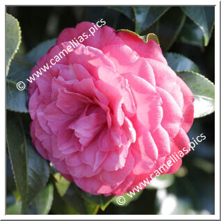 Camellia Japonica 'Conte Cicogna'