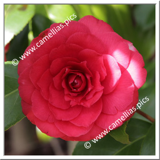 Camellia Japonica 'Conte Cavour'