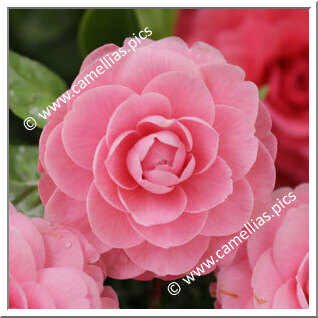 Camellia Japonica 'Conte Soranzo'