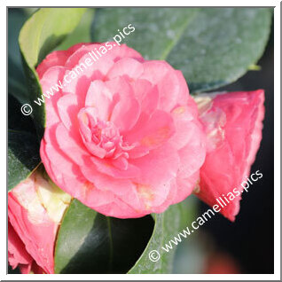 Camellia Japonica 'Contessa d'Almeforte'