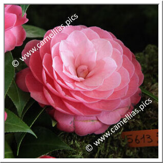 Camellia Japonica 'Contessa Lavinia Guicciardini'