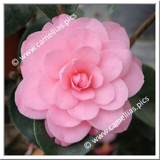 Camellia Japonica 'Contessa Paolina Maggi Rosea'