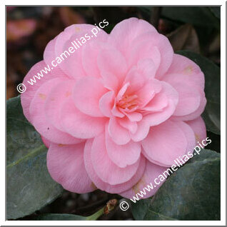Camellia Japonica 'Contessa Paolina Maggi Rosea'