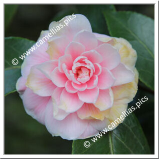 Camellia Japonica 'Contessa Woronzoff'