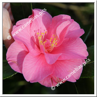 Camellia Hybride C.x williamsii 'Contribution '