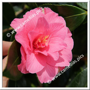Camellia Hybrid C.x williamsii 'Contribution '