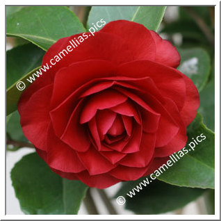 Camellia Japonica 'Coquettii'