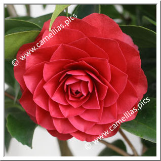 Camellia Japonica 'Coquettii'