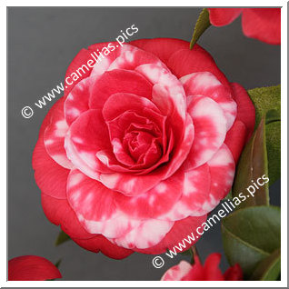 Camellia Japonica 'Coquettina'