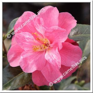 Camellia Hybrid C.x williamsii 'Coral Delight'