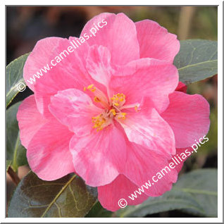 Camellia Hybrid C.x williamsii 'Coral Delight'