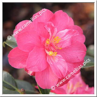 Camellia Hybrid C.x williamsii 'Coral Delight'