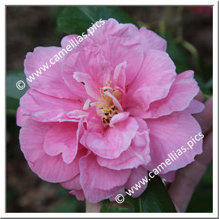 Camellia Japonica 'Coral Pink Lotus'