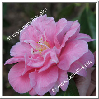 Camellia Japonica 'Coral Pink Lotus'