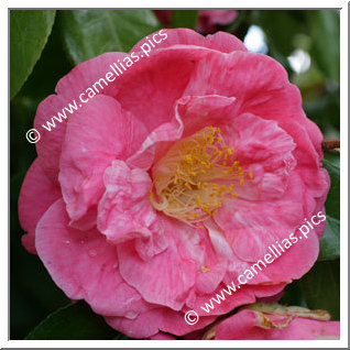 Camellia Japonica 'Coral Pink Lotus Variegated'