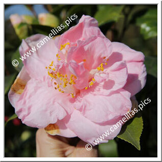 Camellia Japonica 'Coral Queen'