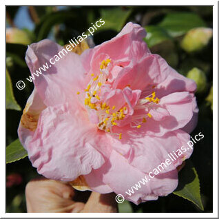 Camellia Japonica 'Coral Queen'