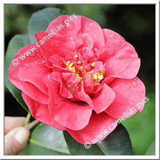Camellia Japonica 'Corallina'