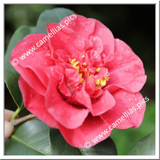 Camellia Japonica 'Corallina'