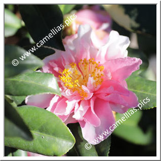 Camellia Sasanqua 'Shibori-Egao Corkscrew'