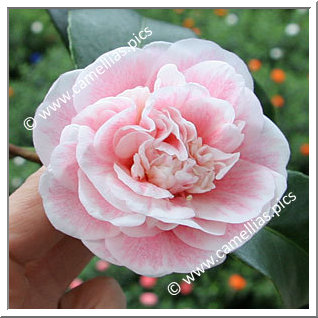 Camellia Japonica 'Madame Cormerais-Bahuaud'