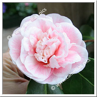 Camellia Japonica 'Madame Cormerais-Bahuaud'